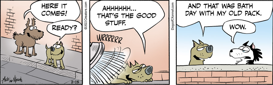 Dogs of C-Kennel for Feb 15, 2022