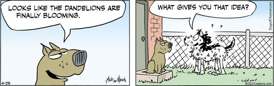 Dogs of C-Kennel for Apr 25, 2022