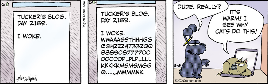 Dogs of C-Kennel for Jun 06, 2022