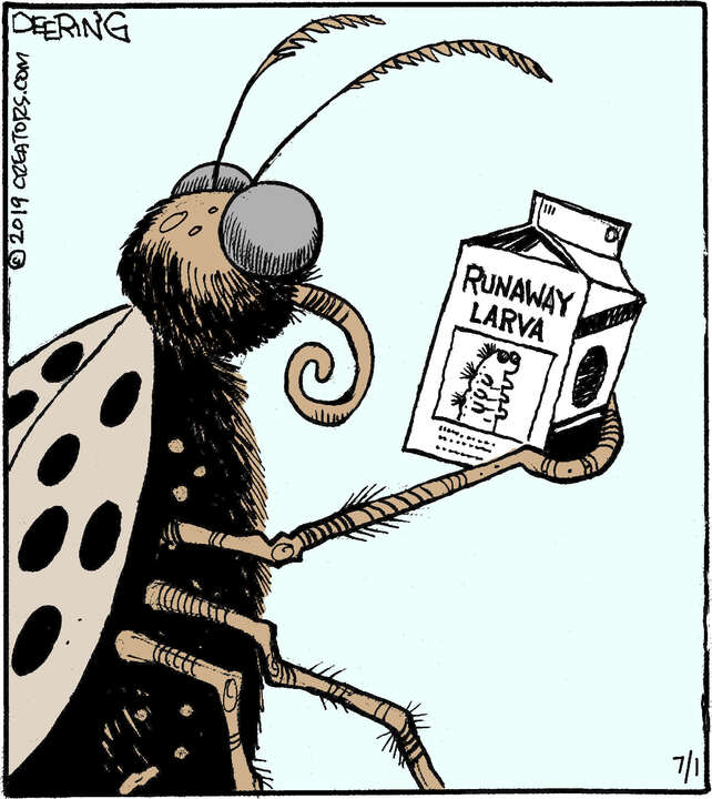 Strange Brew for Jul 01, 2023