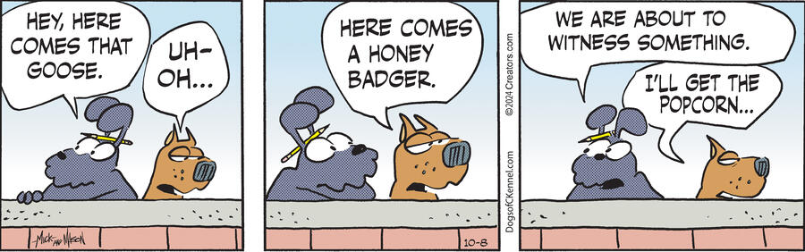 Dogs of C-Kennel for Oct 08, 2024
