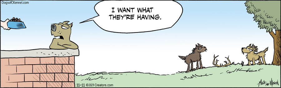 Dogs of C-Kennel for Nov 11, 2021