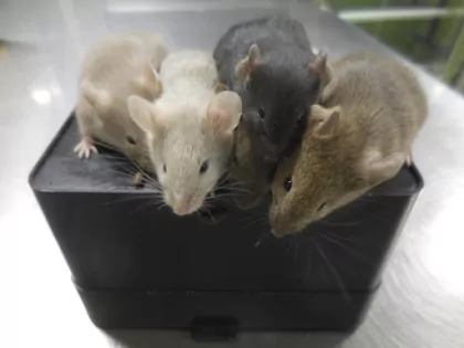Scientists create mice with cells from 2 males for 1st time | Magee