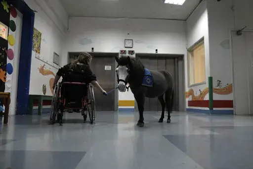 Nine-year-old Josifina Topa Mazuch, a student at a school for disabled children, holds the reins of Ivi, a miniature horse used for therapy programs, in Athens, Greece, on Thursday, Nov. 21, 2024. (AP Photo/Thanassis Stavrakis)