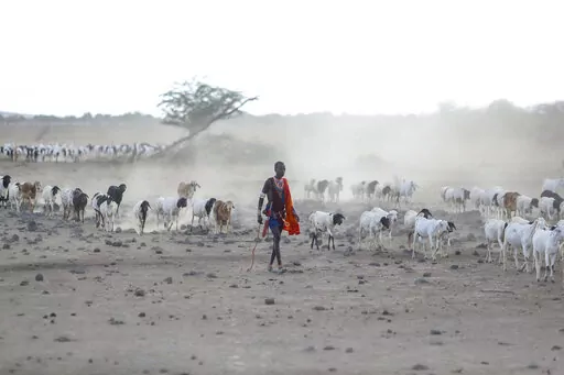 A Maasai man walks with his livestock in search of grassland for them to graze, at Ilangeruani village, near Lake Magadi, in Kenya, Nov. 9, 2022. The conference known as COP15, which begins Tuesday, Dec. 6, hopes to set goals for the world for the next decade to help conserve the planet's biodiversity and stem the loss of nature. (AP Photo/Brian Inganga, File)