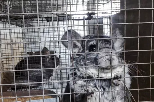 In this undated 2021 photo provided by Humane Society International/Europe, chinchillas inside cages where they are bred for fur at an undisclosed location in Romania. An animal welfare charity says an undercover investigation has uncovered cruel and allegedly illegal practices in Romania's chinchilla fur farms. Humane Society International has now appealed to Romania's prime minister to “stop this atrocious suffering in the name of fashion” and completely ban fur farming in the Eastern Euro