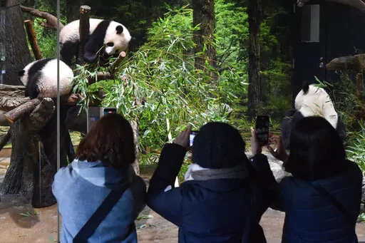 In this photo provided by Tokyo Zoological Park Society, visitors use smartphones to take pictures of Japanese-born twin pandas and their mother at Ueno Zoo in Tokyo, Wednesday, Jan. 12, 2022. Twin panda cubs made their first public appearance Wednesday before their devoted fans but only briefly - just for three days for now - due to the upsurge of the highly transmissible coronavirus variant.  (Tokyo Zoological Park Society via AP )