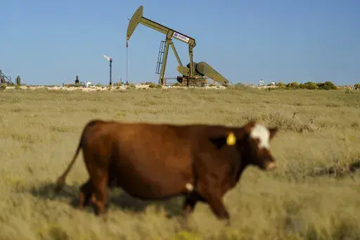 A cow walks through a field as an oil pumpjack and a flare burning off methane and other hydrocarbons stand in the background in the Permian Basin in Jal, N.M., Oct. 14, 2021. (AP Photo/David Goldman, File)