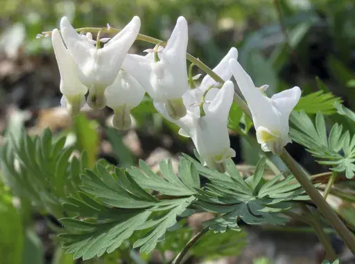 This July 12, 2005, image provided by Bugwood.org shows dutchman's breeches (Dicentra cucullaria). (Joseph OBrien/USDA Forest Service/Bugwood.org via AP)