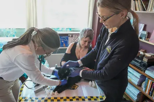 Dr. Amy Attas, left, and licensed veterinary technician Jeanine Lunz, right, examine Puddy Beyer, a 19 year old male Domestic Short Haired cat as his human Wendy Beyer, center, looks on during a house call, Tuesday, April 23, 2024, in New York. (AP Photo/Mary Altaffer)