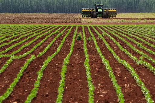 Agricultural machine works at a soybean plantation at the Passatempo farm, Sidrolandia, Mato Grosso do Sul state, Brazil, Thursday, Oct. 20, 2022. President Jair Bolsonaro trusts his support among agribusiness leaders to help him win reelection later this month, while frontrunner Brazil's Former President Luiz Inacio Lula da Silva tries to make inroads with rural voters with a boost from defeated presidential candidate Sen. Simone Tebet, who is from the state of Mato Grosso do Sul. (AP Photo/Era