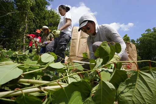 Fin Jonas, of Falmouth, Mass., a member of the Mashpee Wampanoag tribe, top center, and Jessica Tran, right, of St. Paul, Minn., work to remove invasive plant species at the Wampanoag Common Lands project, in Kingston, Mass., Tuesday, Aug. 2, 2022. The project by the Native Land Conservancy is among efforts by tribes and other Native groups nationwide to reclaim and repair lands altered by western civilization. (AP Photo/Steven Senne)