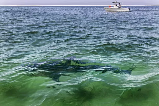 A shark is seen swimming across a sand bar on Aug. 13, 2021, from a shark watch with Dragonfly Sportfishing charters, off the Massachusetts' coast of Cape Cod. Megan Winton, of the Atlantic White Shark Conservancy, said Wednesday, June 29, 2022, that July is when white sharks appear in earnest, with sightings peaking from August through October. (AP Photo/Phil Marcelo, File)