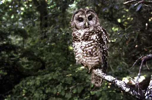 In this June 1995, file photo a Northern Spotted owl sits on a branch in Point Reyes, Calif. Wildlife officials say the northern spotted owl has been listed under the California Endangered Species Act. A federal judge on July 5, 2022, threw out a host of actions by the Trump administration to roll back protections for endangered or threatened species, a year after the Biden administration said it was moving to strengthen those species protections.  (AP Photo/Tom Gallagher, File)