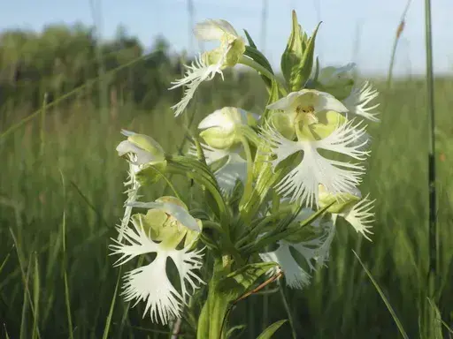 The western prairie fringed orchid is seen blooming on Wednesday, July 3, 2024, on the Sheyenne National Grassland in North Dakota. The orchid has declined due to loss of its native prairie habitat, among other factors, and is classified as a threatened species under the federal Endangered Species Act. (AP Photo/Jack Dura)