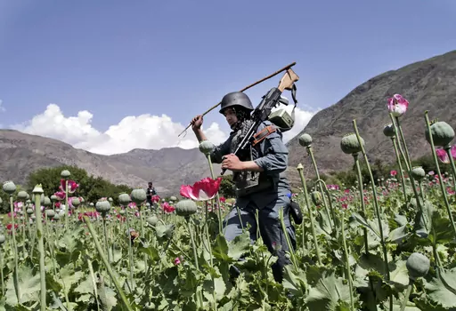Armed Afghan policemen destroy an opium poppy field in Noorgal, Kunar province, east of Kabul, Afghanistan on April 13, 2013. Afghan farmers have lost income of more than $1 billion from opium sales after the Taliban outlawed poppy cultivation, according to a report from the U.N. drugs agency published Sunday, Nov. 5, 2023. (AP Photo/Rahmat Gul, File)