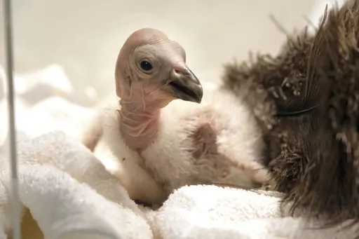 Condor chick LA1123 waits for it's feeding in a temperature controlled enclosure at the Los Angeles Zoo on Tuesday, May 2, 2023. The chick hatched Sunday April 30, 2023. The latest breeding efforts to boost the population of North America's largest land bird, an endangered species where there are only several hundred in the wild. Experts say say the species cannot sustain itself without human intervention. More birds still die in the wild each year than the number of chicks that are born, both i