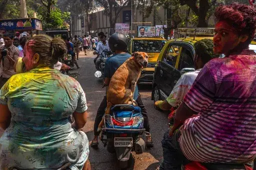 A dog rideS on the back of bike as people celebrate Holi, the Hindu festival of colors, in Mumbai, India, Friday, March 14, 2025. (AP Photo/Rafiq Maqbool)