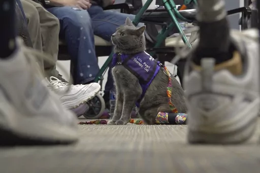 This image taken from video shows kitten Lola-Pearl looking up at attendees during a Amputees Coming Together Informing Others' Needs meeting on Monday, Dec. 11, 2023, in Troy, Ohio. More than five years ago, someone left the kitten with twisted back legs at a Missouri animal shelter. The cat was transferred to specialists in Iowa who amputated her left hind leg. She was soon after adopted by a woman who lost her left leg after a near-fatal car accident. Now the duo has partnered with a non-prof