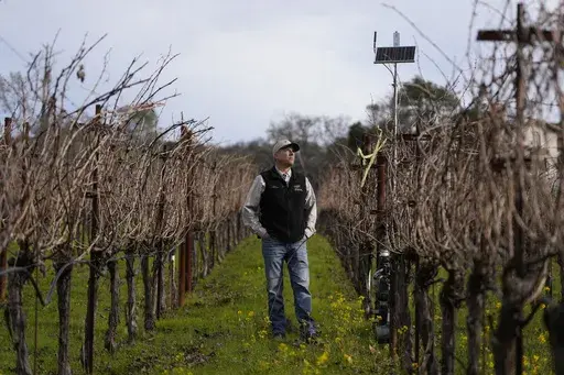 Tyler Klick, Partner/Viticulturist of Redwood Empire Vineyard Management, looks up toward a solar panel while being interviewed about Lumo smart irrigation valves in a Cabernet Sauvignon vineyard during an interview in Geyserville, Calif., Friday, Jan. 24, 2025. (AP Photo/Jeff Chiu)