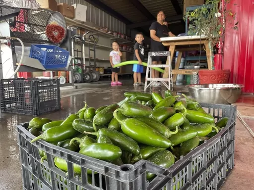 A basket of fresh harvested green chile waiting to be roasted at Grajeda Hatch Chile Market is seen in Hatch, N.M., on July 12, 2012. New Mexico produced more than 53,000 tons of its most famous crop during the last growing season in 2022, meaning more chile peppers found their way into salsas and onto dinner plates than the previous year. (AP Photo/Susan Montoya Bryan, File)