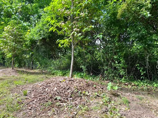 This May 18, 2022, image shows "volcano mulching" applied around a young dogwood tree in Greenvale, N.Y. The practice is detrimental to trees and often results in their slow death. (Jessica Damiano via AP)