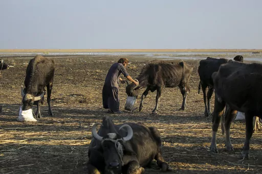 Water buffalo herders in the marshes of Chibayish feed their animals after back to back drought severely reduced available food stocks in Dhi Qar province, Iraq, on Nov. 19, 2022. Iraq's prime minister Sunday March 12, 2023 promised sweeping measures to tackle climate change — which has affected millions across the country. Droughts and increased water salinity have destroyed crops, animals and farms and dried up entire bodies of water. (AP Photo/Anmar Khalil, File)