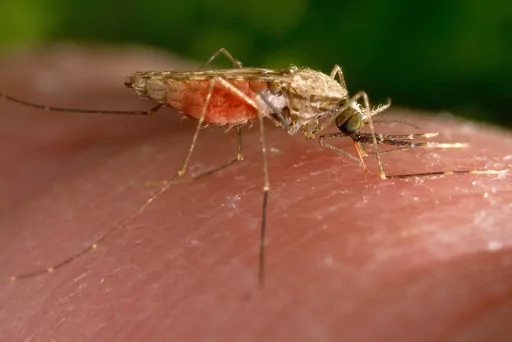 This 2014 photo made available by the U.S. Centers for Disease Control and Prevention shows a feeding female Anopheles gambiae mosquito. The species is a known vector for the parasitic disease malaria. The United States has seen five cases of malaria spread by mosquitos in the last two months...the first time there's been local spread in 20 years. There were four cases detected in Florida and one in Texas, according to a health alert issued Monday, June 26, 2023, by the CDC. (James Gathany/CDC v
