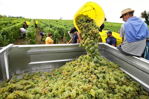Workers collect white grapes of sauvignon in the Grand Cru Classe de Graves of the Château Carbonnieux, in Pessac Leognan, south of Bordeaux, southwestern France, Tuesday, Aug. 23, 2022. The harvest that once started in mid-September is now happening earlier than ever in one of France’s most celebrated wine regions and other parts of Europe due to drought and climate change. (AP Photo/Francois Mori)
