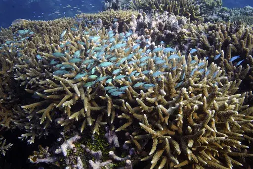 A school of fish swim above corals on Moore Reef in Gunggandji Sea Country off the coast of Queensland in eastern Australia on Nov. 13, 2022.  Australia’s environment minister said on Tuesday, Nov. 29, 2022 her government will lobby against UNESCO adding the Great Barrier Reef to a list of endangered World Heritage sites.  (AP Photo/Sam McNeil, File)