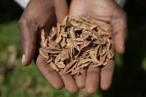 A lab technician holds indigenous seeds at the Genetic Resources Research Institute seed bank in Kiambu, Kenya, Nov. 14, 2024. (AP Photo/Brian Inganga)
