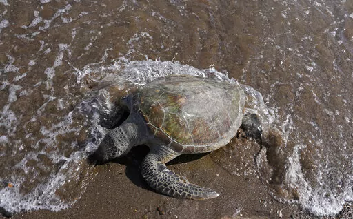 A dead green sea turtle washes up on the beach in the Khor Kalba Conservation Reserve, in the city of Kalba, on the east coast of the United Arab Emirates, Tuesday, Feb. 1, 2022.  A staggering 75% of all dead green turtles and 57% of all loggerhead turtles in Sharjah had eaten marine debris, including plastic bags, bottle caps, rope and fishing nets, a new study published in the Marine Pollution Bulletin. The study seeks to document the damage and danger of the throwaway plastic that has surged 