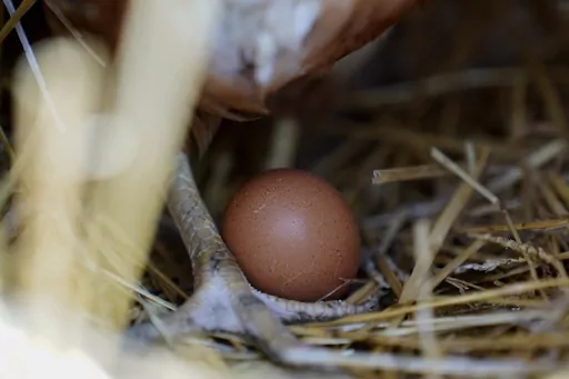 A hen stands next to an egg, Jan. 10, 2023, at a farm in Glenview, Ill. More than 1.3 million chickens are being slaughtered on an Ohio egg farm as the bird flu continues to take a toll on the industry. The outbreak that began in early 2022 has been much less severe this year as fewer cases of the virus are being found among the wild birds that spread it. (AP Photo/Erin Hooley, File)